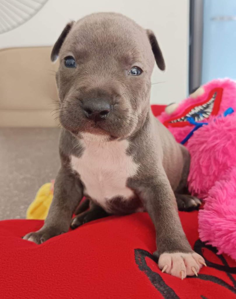 Des lys de solas - Chiot disponible  - American Staffordshire Terrier