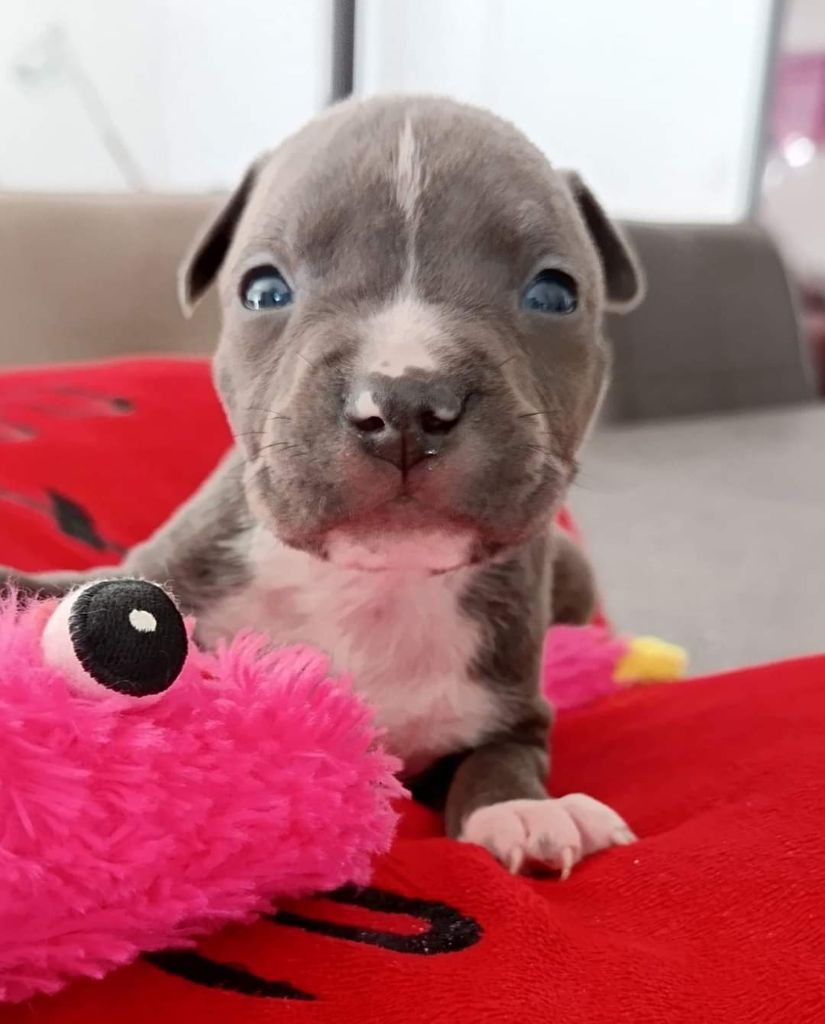 Des lys de solas - Chiot disponible  - American Staffordshire Terrier