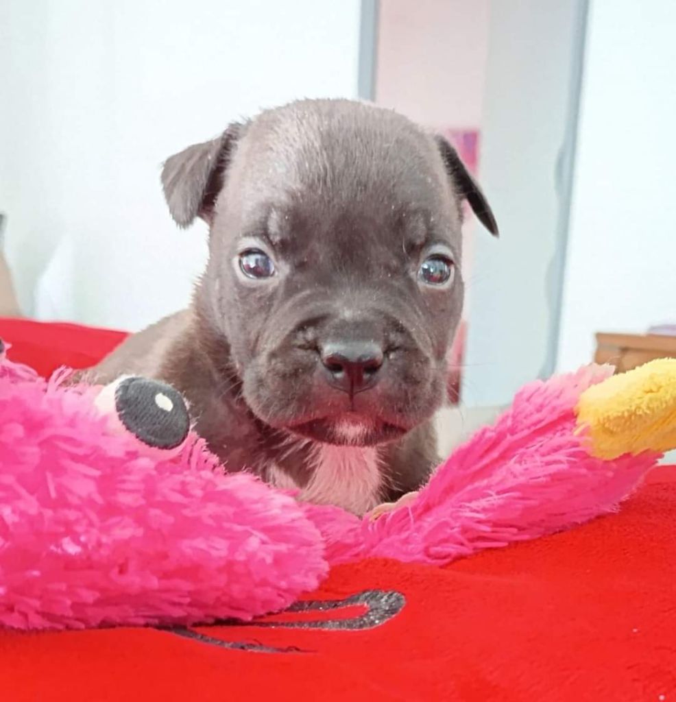 Des lys de solas - Chiot disponible  - American Staffordshire Terrier