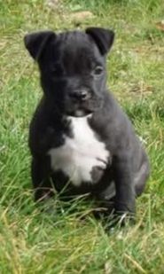 chiot American Staffordshire Terrier Des lys de solas