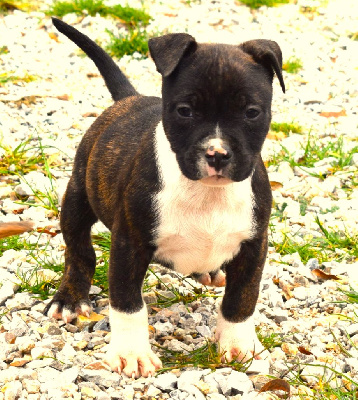 Des lys de solas - American Staffordshire Terrier - Portée née le 22/10/2023