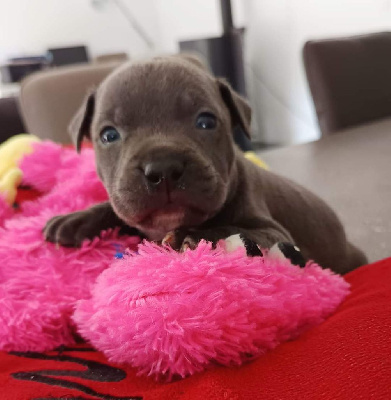 Des lys de solas - American Staffordshire Terrier - Portée née le 20/10/2024