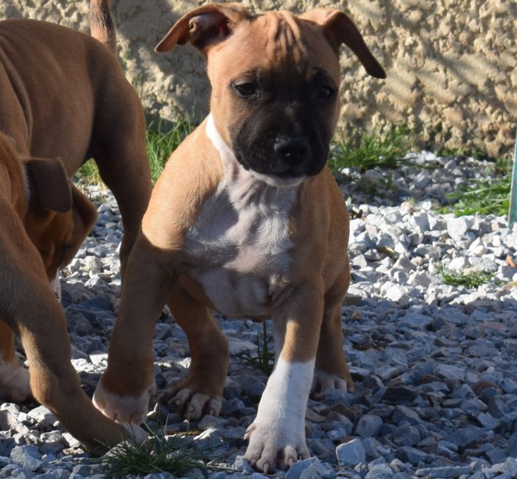 chiot American Staffordshire Terrier Des lys de solas