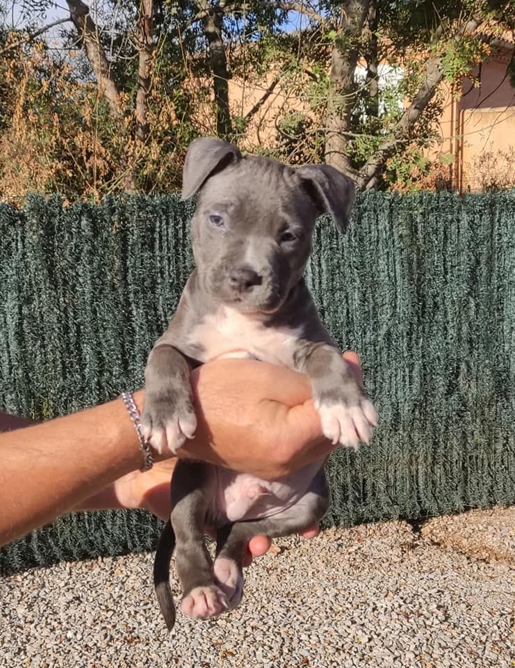 Des lys de solas - Dernier male disponible...