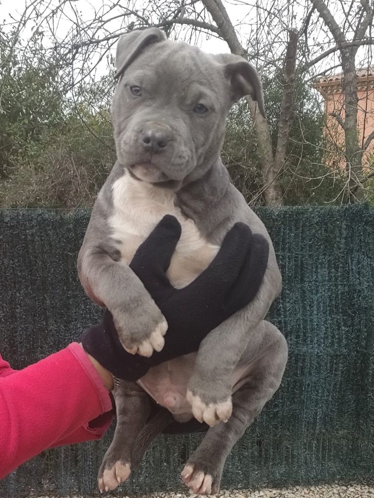 Chiot American Staffordshire Terrier Des lys de solas