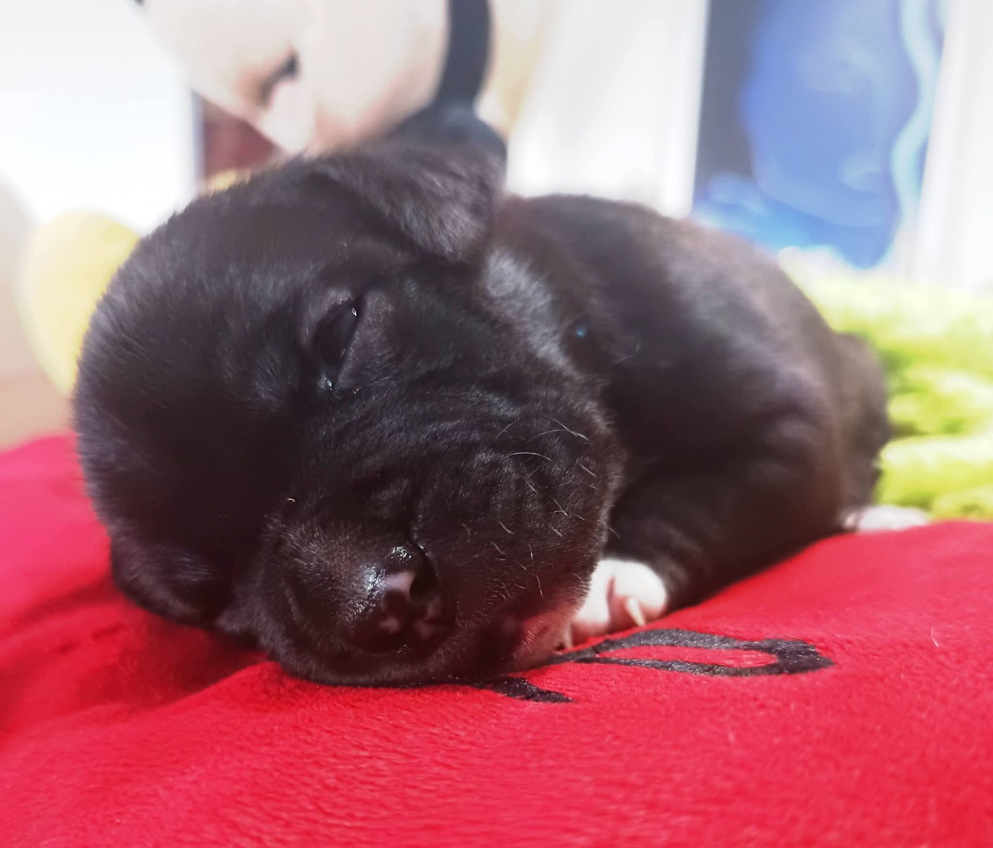 Des lys de solas - Chiots disponibles - American Staffordshire Terrier