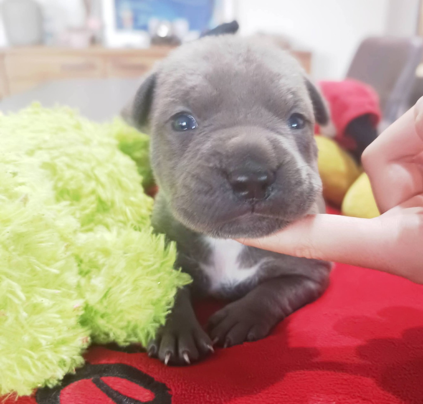 Des lys de solas - Chiots disponibles - American Staffordshire Terrier