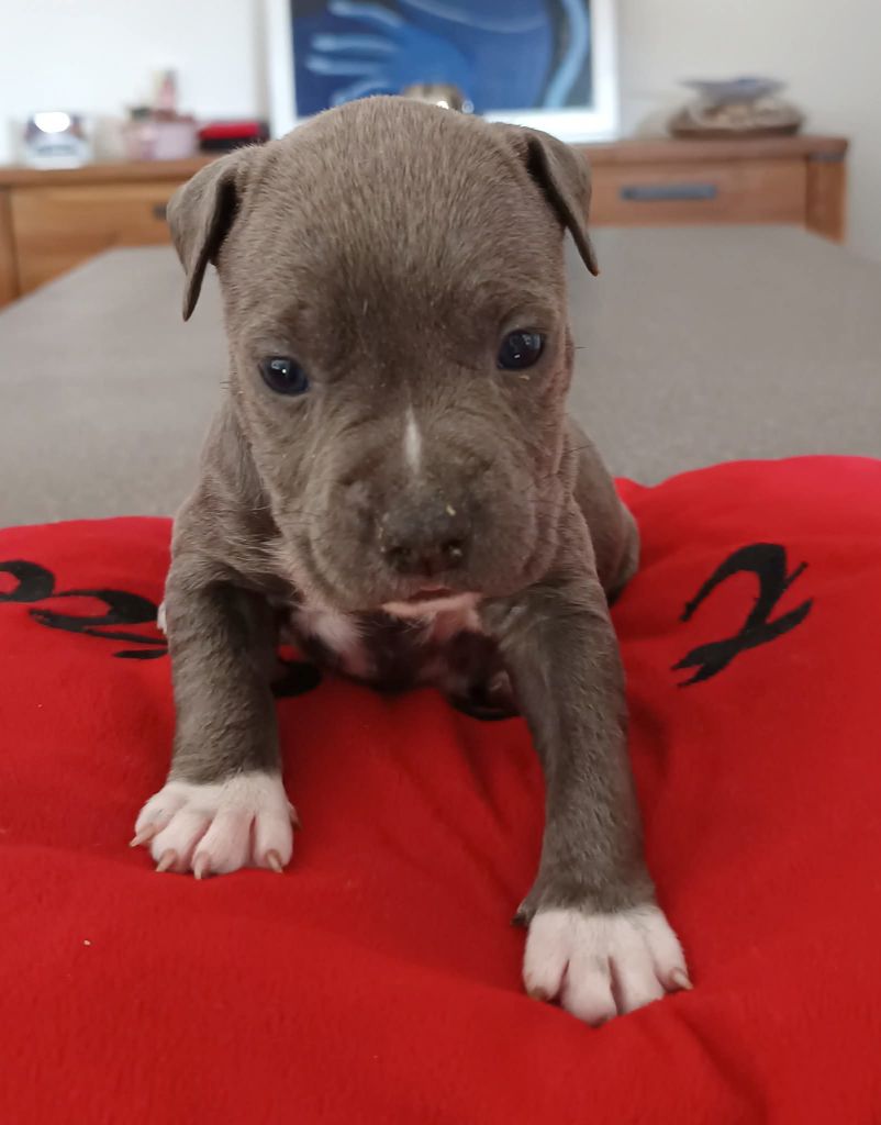 Des lys de solas - Chiots disponibles - American Staffordshire Terrier