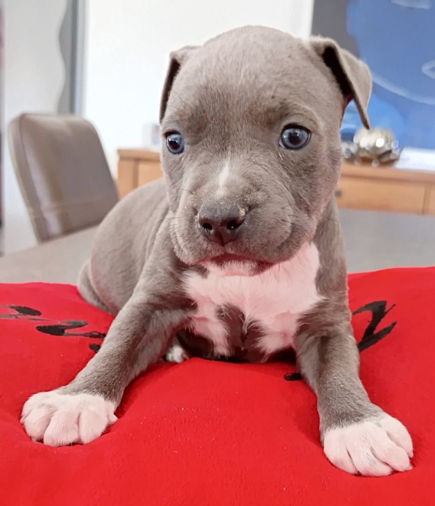 Des lys de solas - Chiots disponibles - American Staffordshire Terrier
