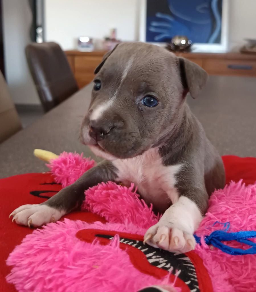 Des lys de solas - Chiots disponibles - American Staffordshire Terrier