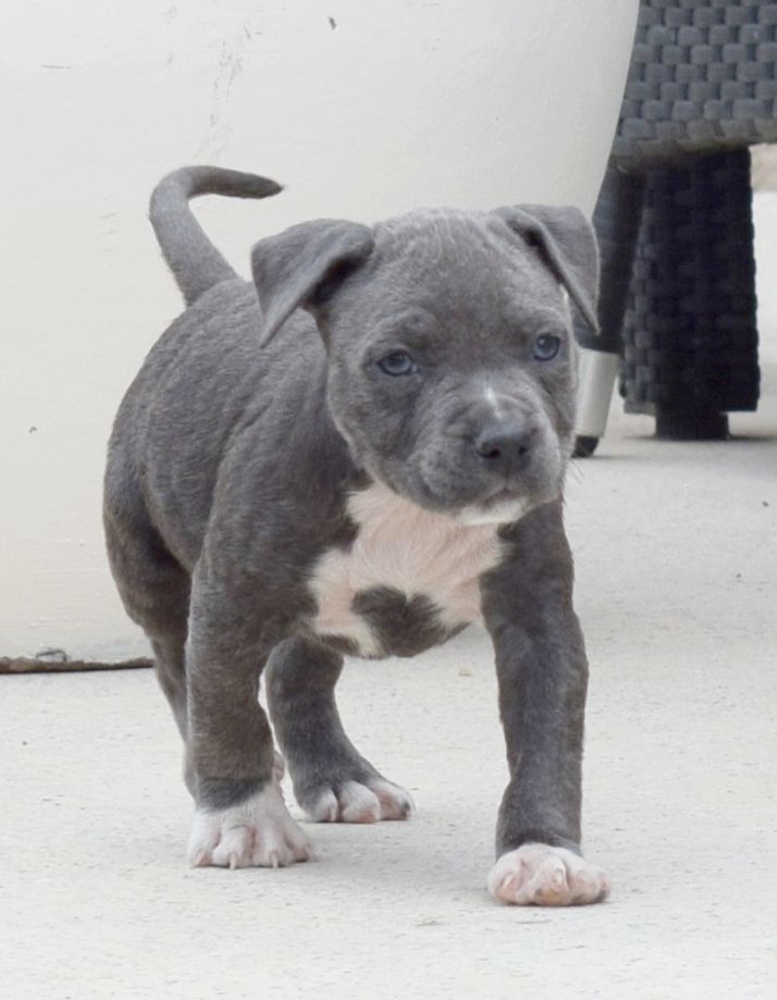 Des lys de solas - American Staffordshire Terrier - Portée née le 06/08/2025
