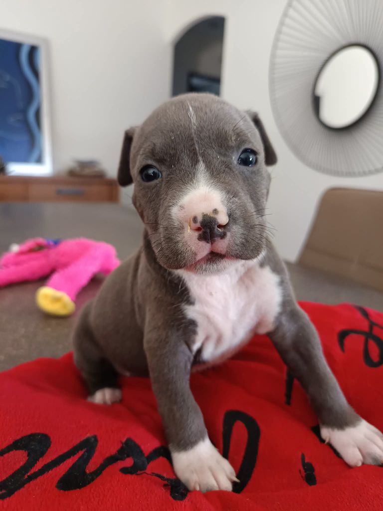 Des lys de solas - Chiots disponibles - American Staffordshire Terrier