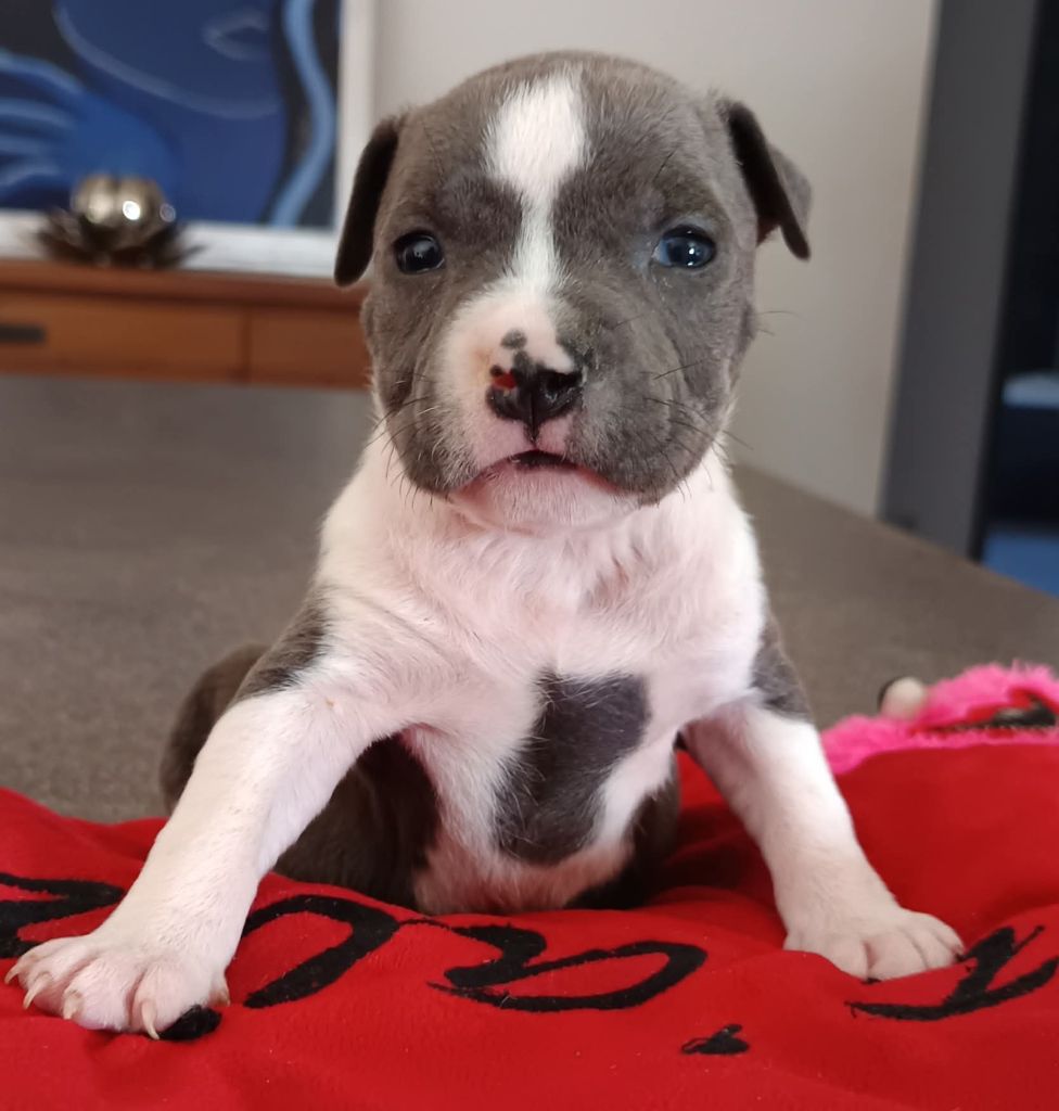Des lys de solas - Chiots disponibles - American Staffordshire Terrier