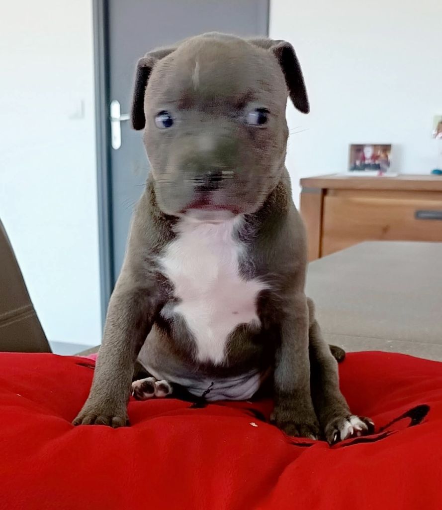Des lys de solas - Chiots disponibles - American Staffordshire Terrier