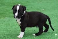 CHIOT