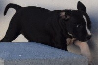 CHIOT