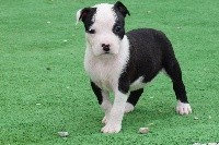 CHIOT