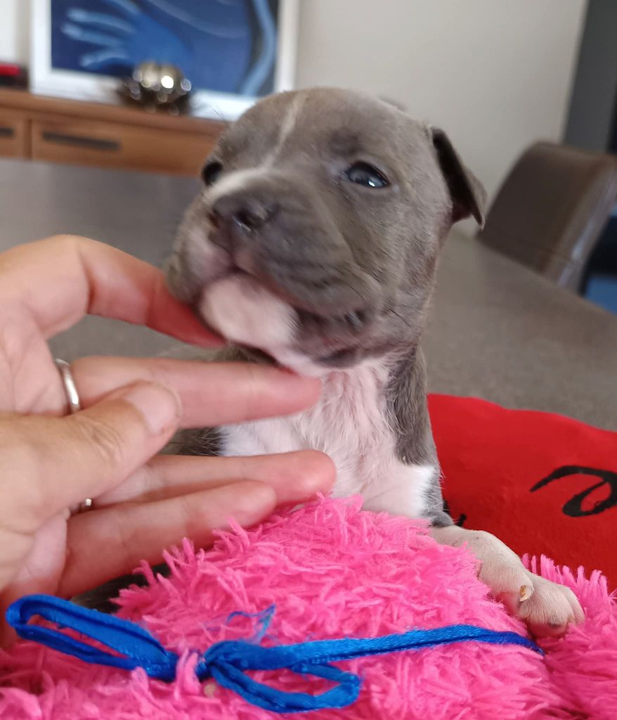 Des lys de solas - American Staffordshire Terrier - Portée née le 07/08/2025