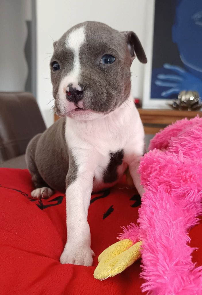 Des lys de solas - Chiots disponibles - American Staffordshire Terrier